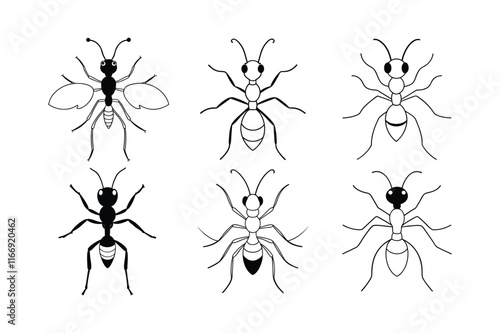 Driver Ant (Dorylinae) insect design, labeled line art vector illustration.