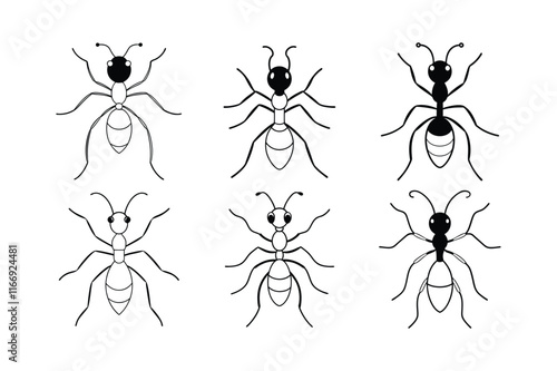 Fire Ant (Solenopsis) insect design, labeled line art vector illustration.
