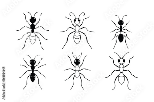 Fire Ant (Solenopsis) insect design, labeled line art vector illustration.