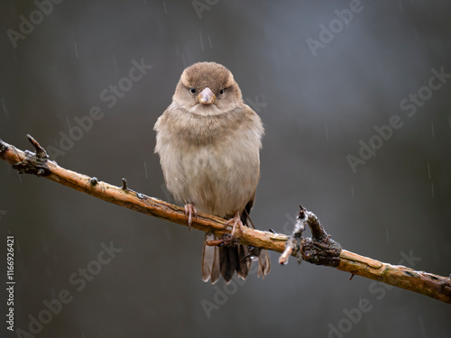 Haussperling (Passer domesticus) photo