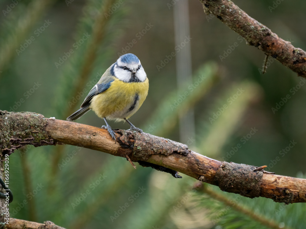 Blaumeise (Cyanistes caeruleu)
