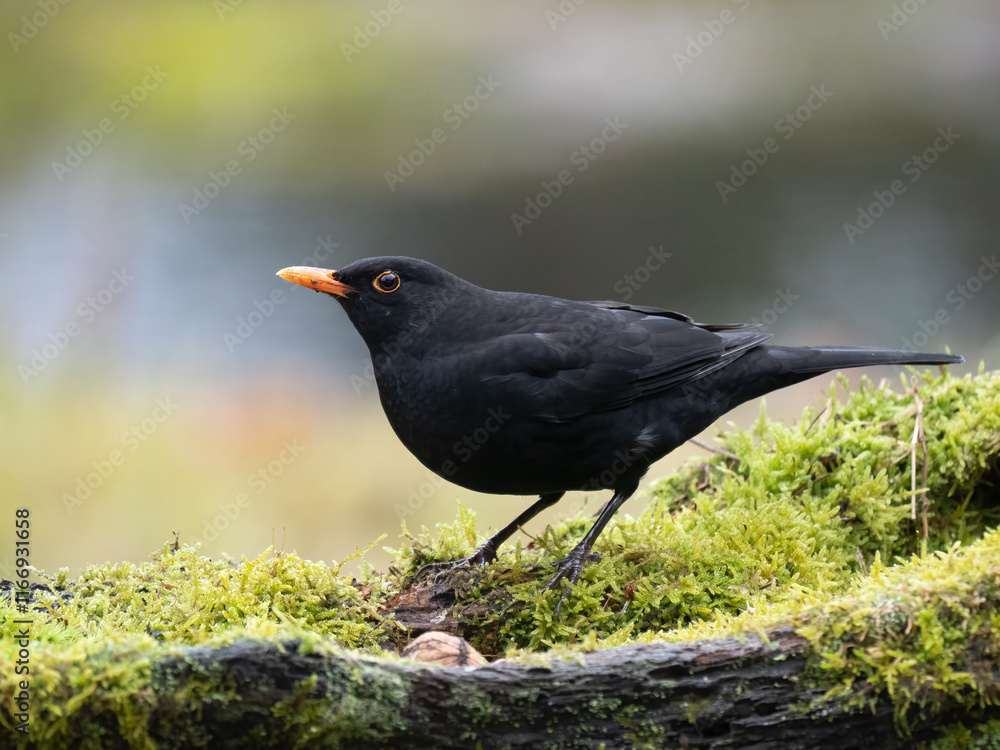 Obraz premium Amsel (Turdus merula)