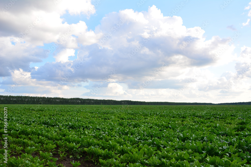 a green beetroot field with lots of clouds over it copy space a green beetroot field with lots of clouds over it copy space