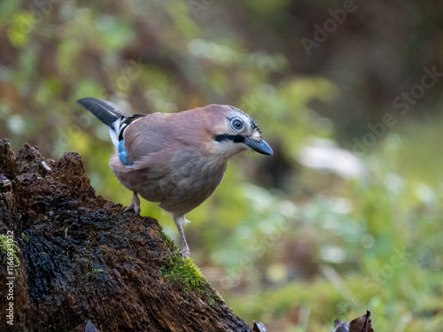 Eichelhäher (Garrulus glandarius) photo