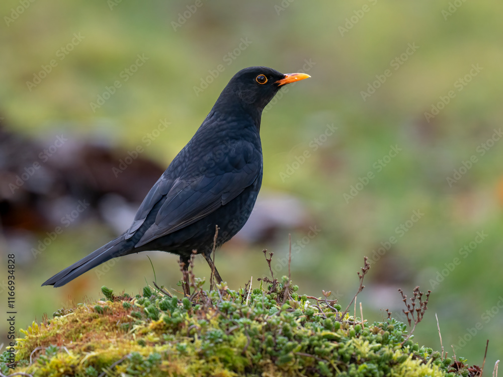 Obraz premium Amsel (Turdus merula)