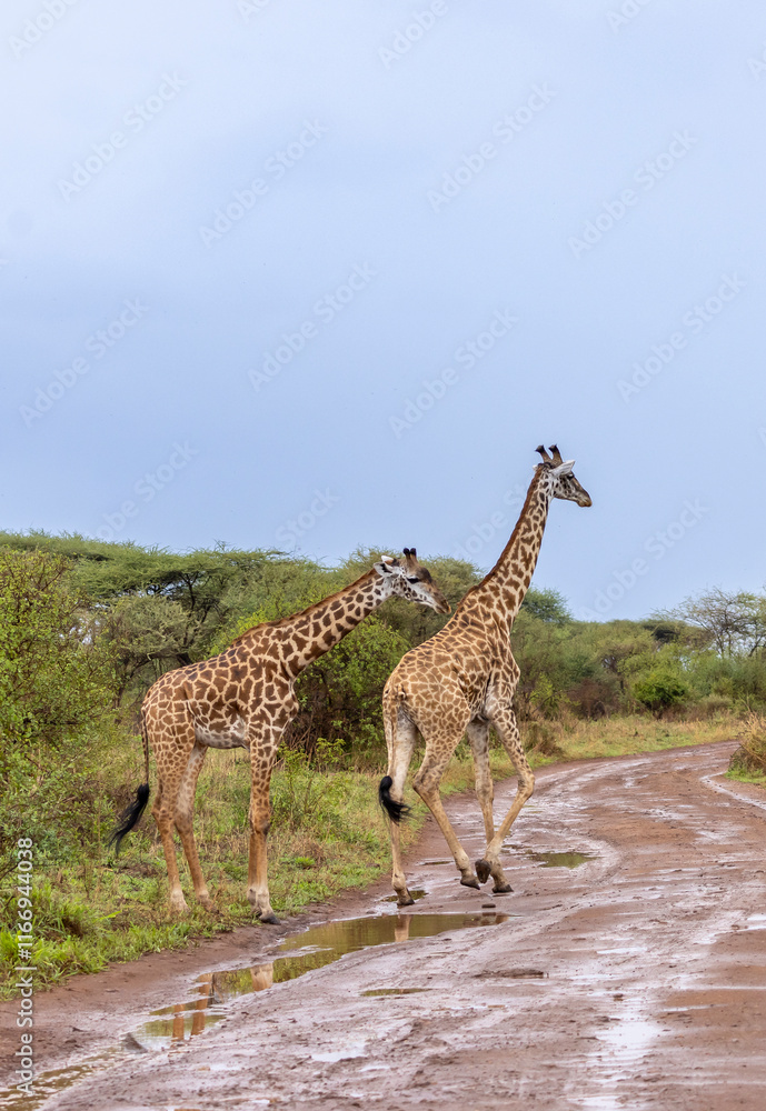 Fototapeta premium Two Masai Giraffe crossing the road in Serengeti in Tanzania, East Africa