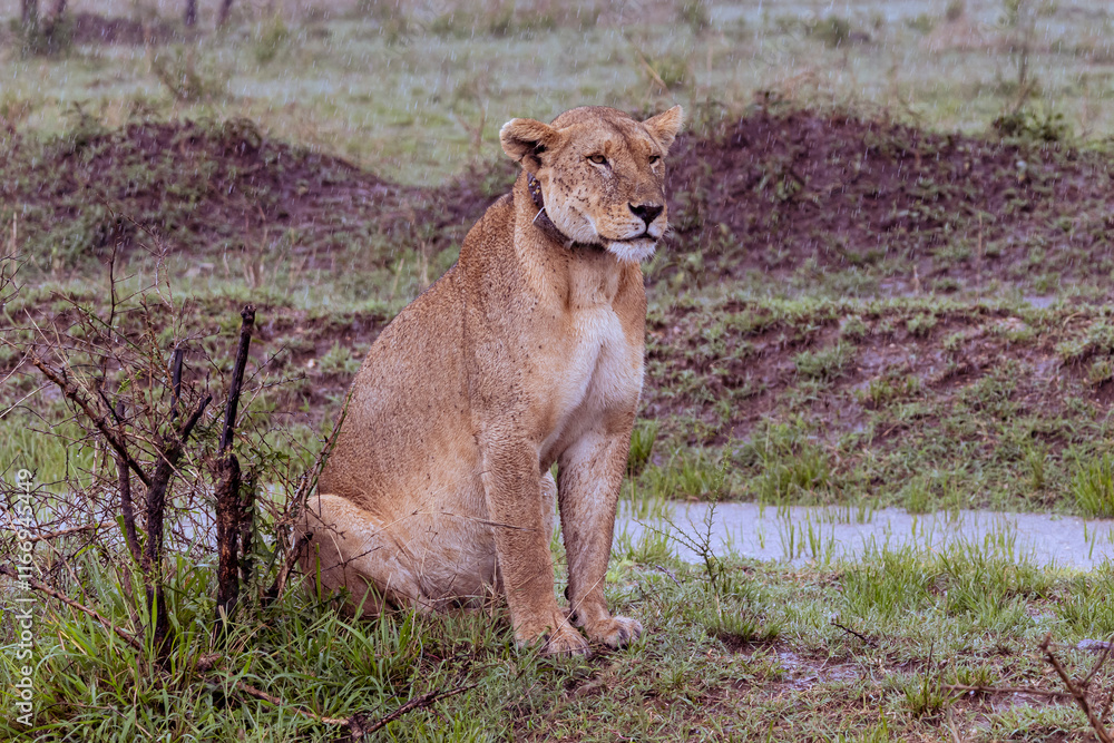 Female lion with leather gps collar scanning the savannah envirionment in Serengeti in Tanzania, East Africa Female lion with leather gps collar scanning the savannah envirionment in Serengeti in Tanzania, East Africa