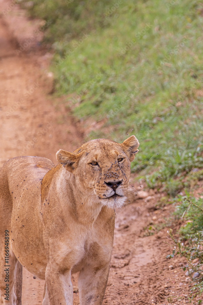 Female lion with lots of mosquitoes on his snout walking along the road scanning the savannah envirionment in Serengeti in Tanzania, East Africa Female lion with lots of mosquitoes on his snout walking along the road scanning the savannah envirionment in Serengeti in Tanzania, East Africa