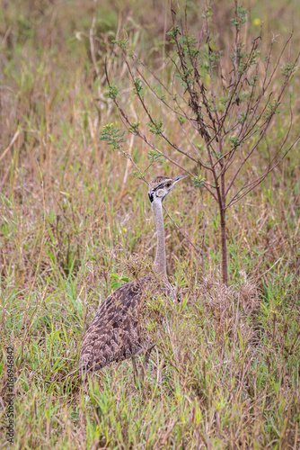 Black-bellied bustard (Lissotis melanogaster) also called black-bellied korhaan difficult to spot in grassland in Serengeti in Tanzania, East Africa photo