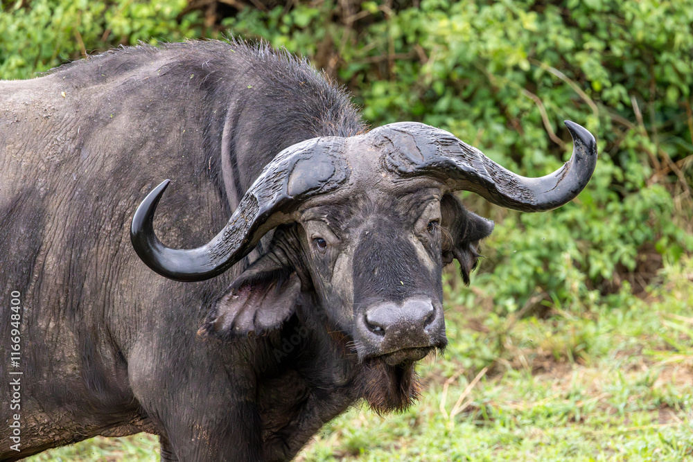 Fototapeta premium Portrait of Cape buffalo looking into camera in Serengeti in Tanzania, East Africa