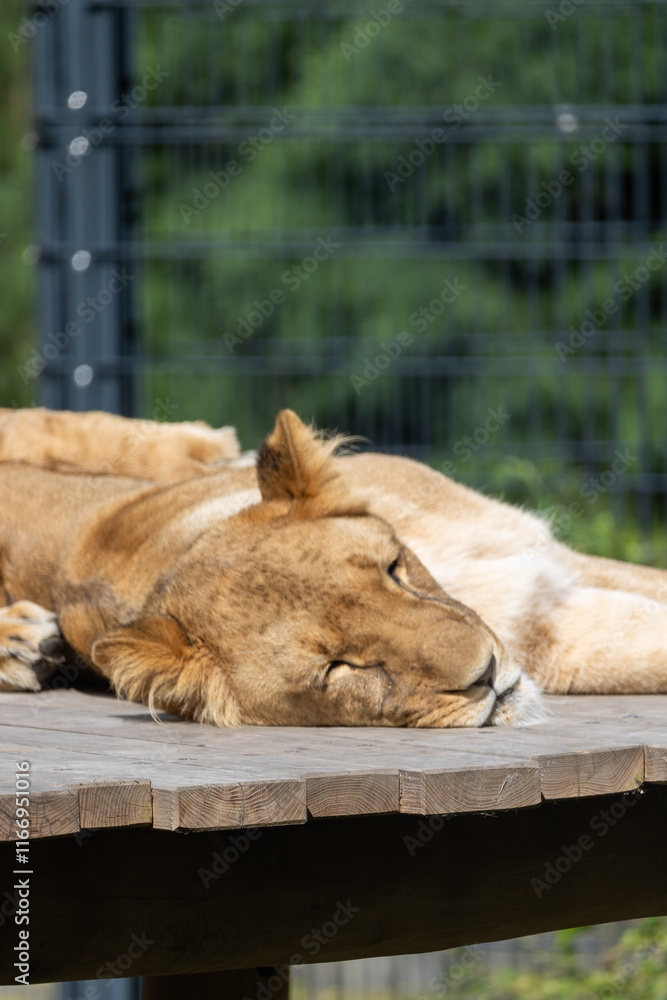 Fototapeta premium Quiet moment: lion sleeping in his enclosure