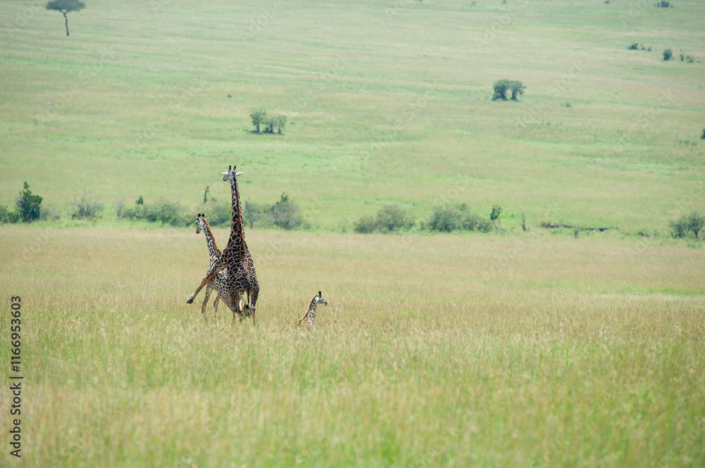 Naklejka premium Giraffe wedding