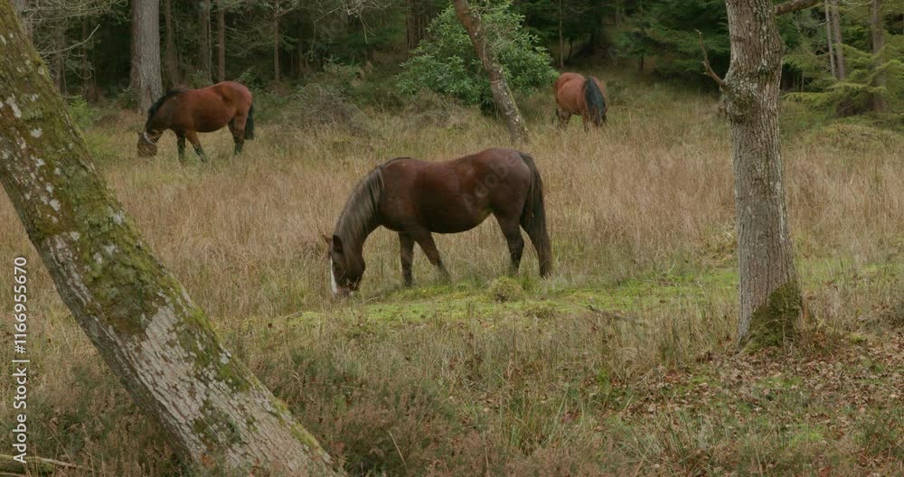 Wild Ponies of New Forest: Serenity in Nature Wild Ponies of New Forest: Serenity in Nature