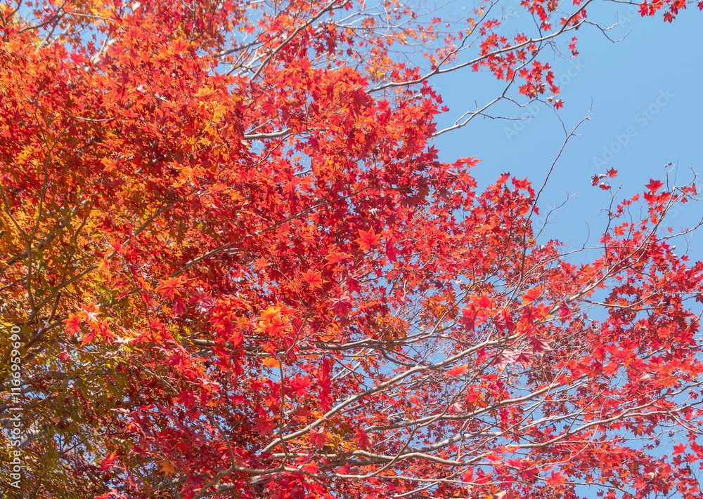 桜山公園 紅葉風景 紅葉 もみじ
紅葉狩り3 桜山公園 紅葉風景 紅葉 もみじ
紅葉狩り3