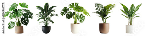Potted houseplant png cut out element set, transparent background
