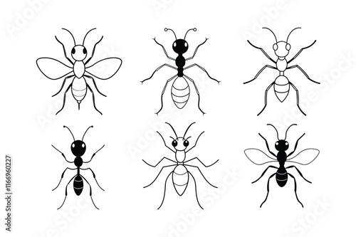Leafcutter Ant (Attini) insect design, labeled line art vector illustration.