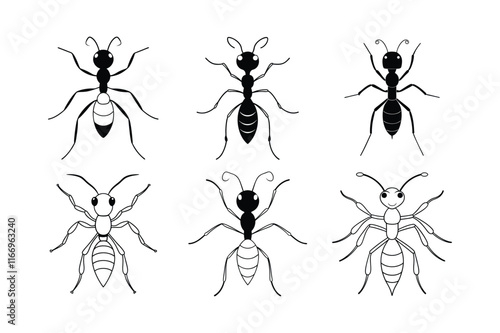 Sahara Desert Ant (Cataglyphis)  insect design, labeled line art vector illustration.