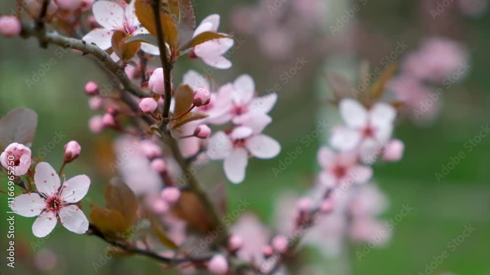 Lovely flowering tree, pink flowers on ornamental plum tree. Lovely flowering tree, pink flowers on ornamental plum tree.
