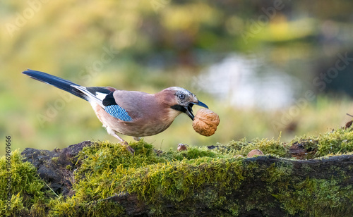 Eichelhäher (Garrulus glandarius) photo