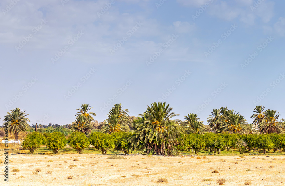 Desert Wonders: Majestic Palm Trees Under the Tunisian Blue Sky Desert Wonders: Majestic Palm Trees Under the Tunisian Blue Sky