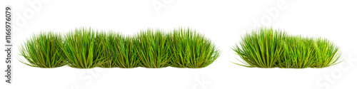Cut out of green tussock isolated on white