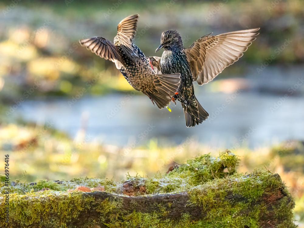 Fototapeta premium Buchfink&nbsp;(Fringilla coelebs)