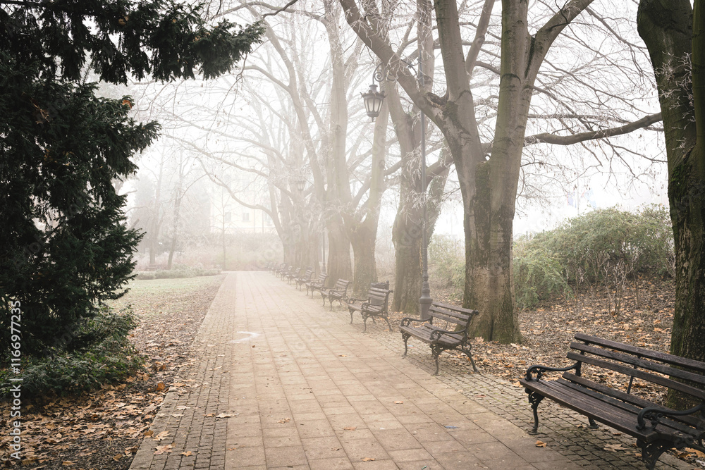 Magical foggy morning with frozen trees in the park Novi Sad Serbia