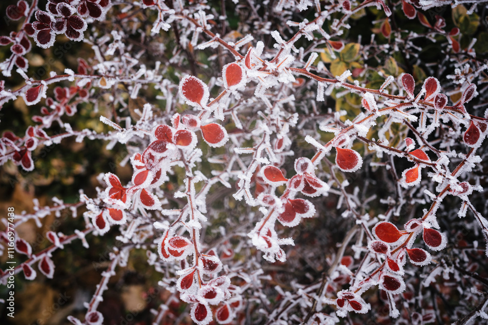 Winter clarity - frozen plant branch
