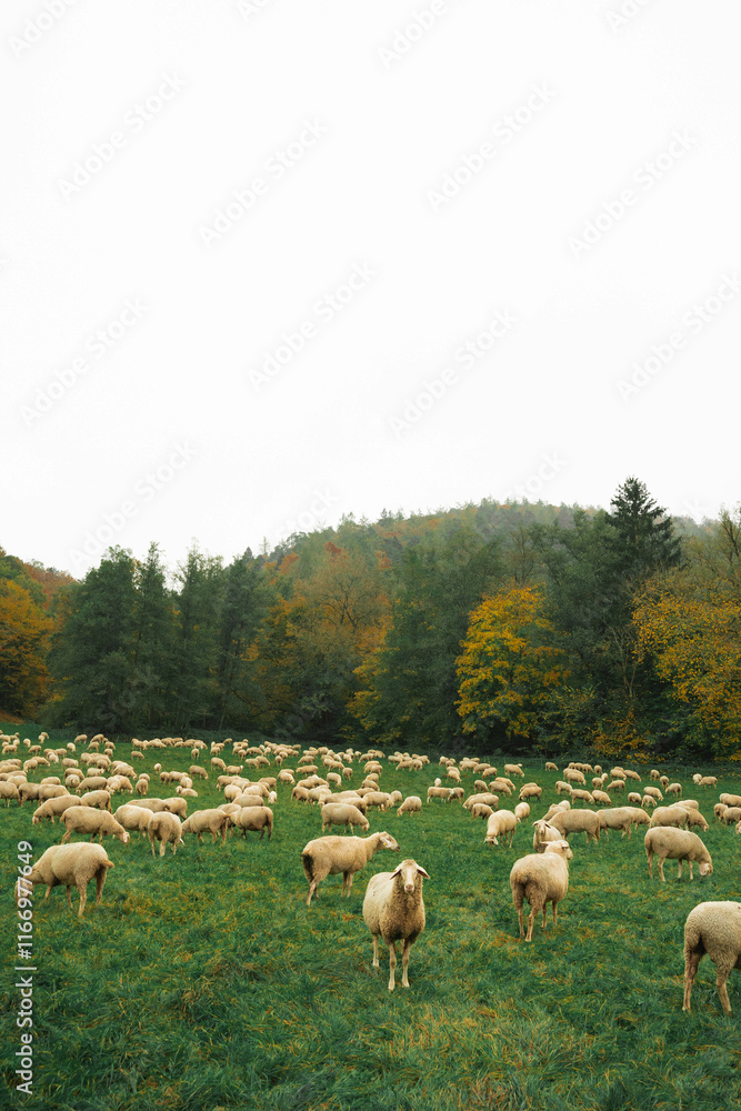 Obraz premium bayern