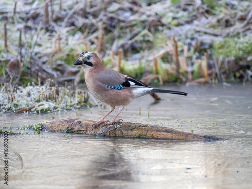 Eichelhäher (Garrulus glandarius)     photo