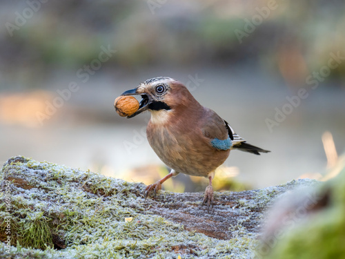 Eichelhäher (Garrulus glandarius)  mit Walnuss photo