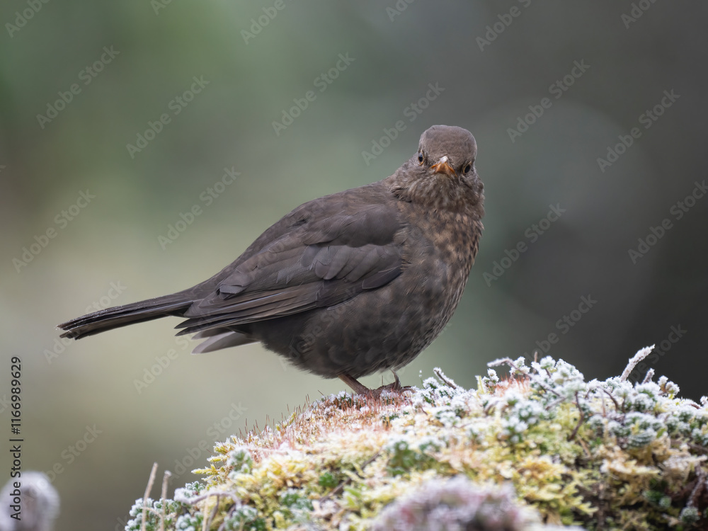 Fototapeta premium Amsel (Turdus merula)