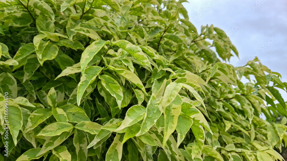 Obraz premium A vibrant bush of variegated leaves, showcasing a mix of green and creamy white, creates a lush and textured natural scene against a soft sky
