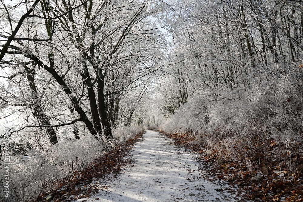 Snowy path winding through frozen forest in winter Snowy path winding through frozen forest in winter