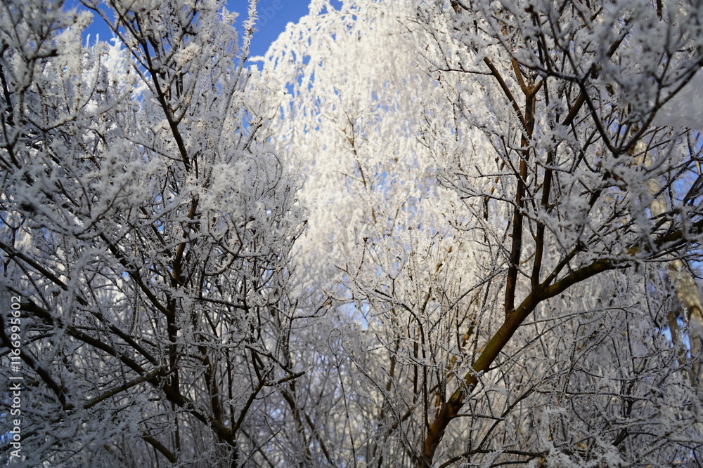 Frost covering branches of trees in winter forest on sunny day Frost covering branches of trees in winter forest on sunny day