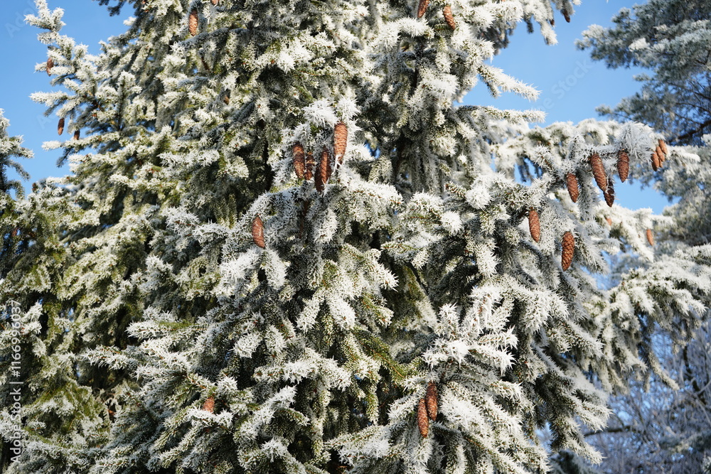 Pine cones hanging on a frost covered spruce tree in winter Pine cones hanging on a frost covered spruce tree in winter