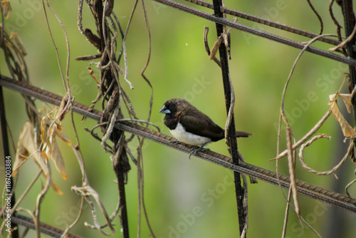 A beautiful bird rests on a metal fence during a serene, sunny morning. 