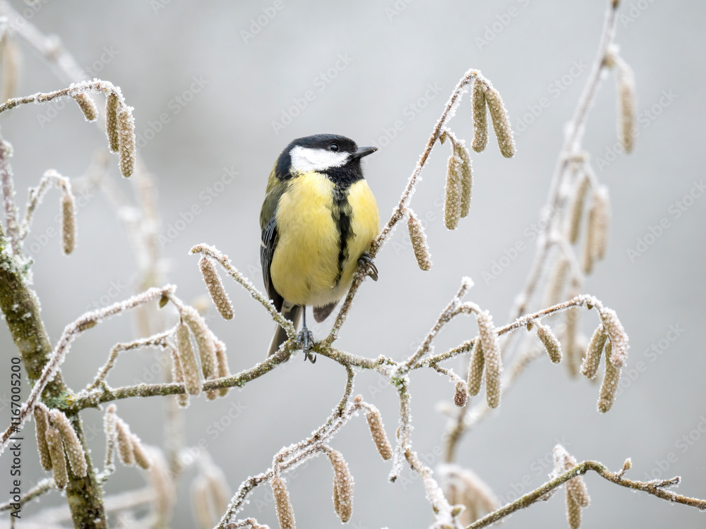 Fototapeta premium Kohlmeise (Parus major)