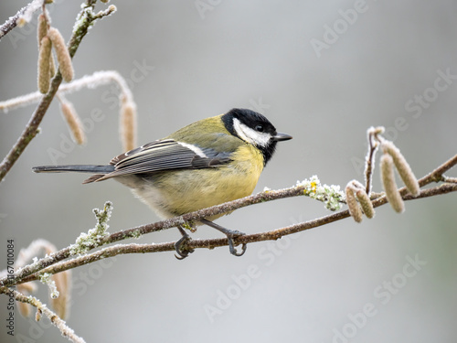 Kohlmeise (Parus major) photo