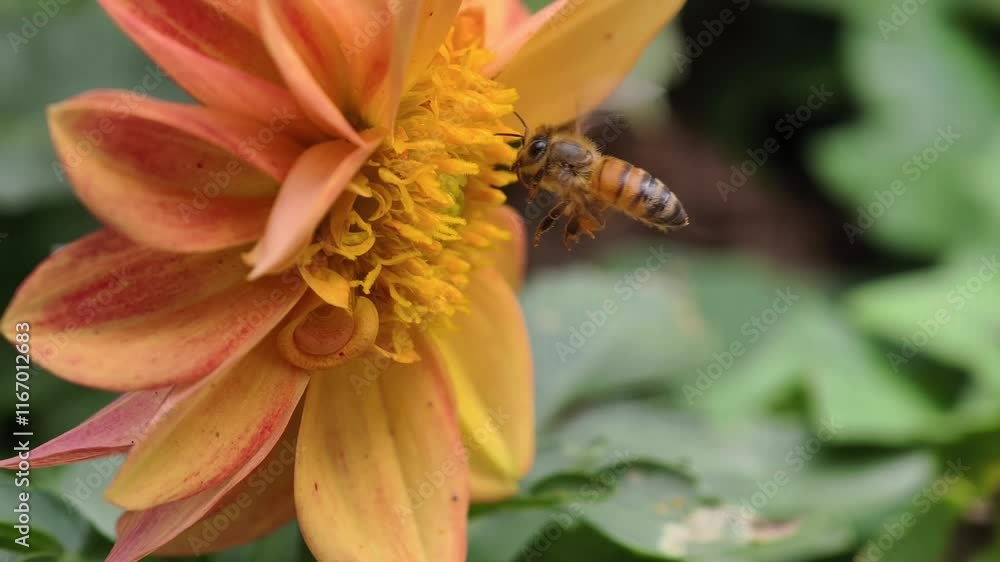 Bees are sucking nectar from red flowers. Bees are sucking nectar from red flowers.