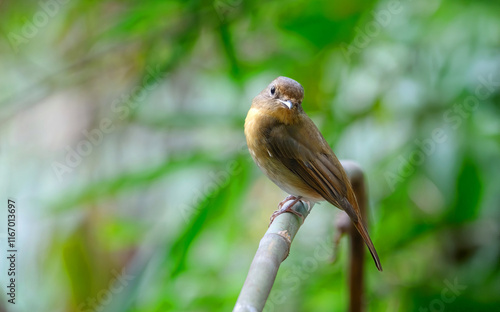 Birds with beautiful colors in nature Hill blue flycatcher (Cyornis whitei) photo