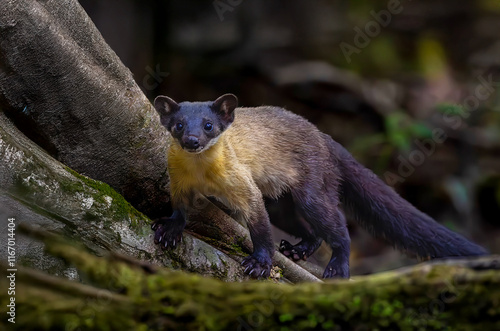 The yellow-throated marten (Martes flavigula) standing ma a tree trunk in natural habitat. Big asian marten in forest. photo