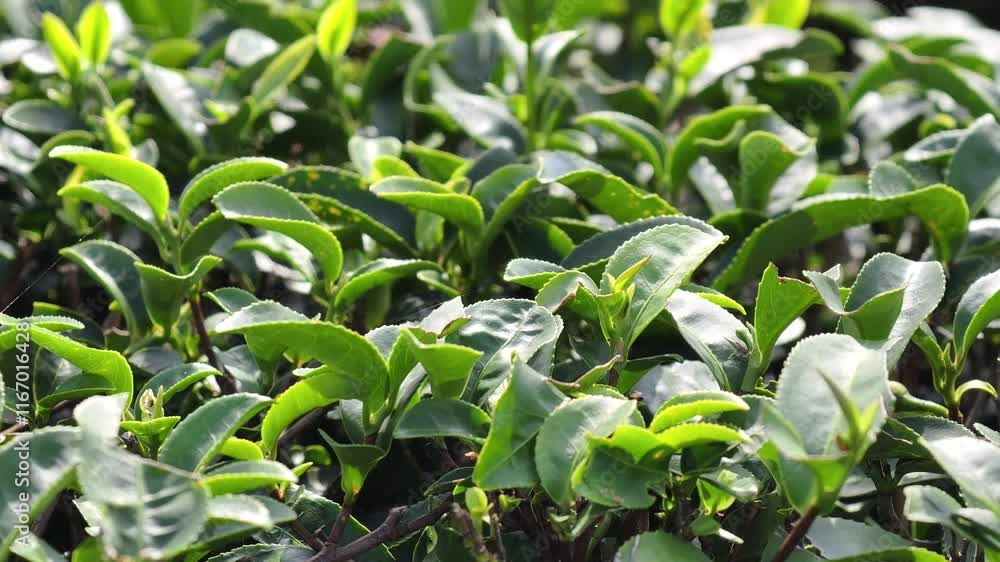 Fresh green tea leaves in the early morning sunlight on a tea farm Fresh green tea leaves in the early morning sunlight on a tea farm