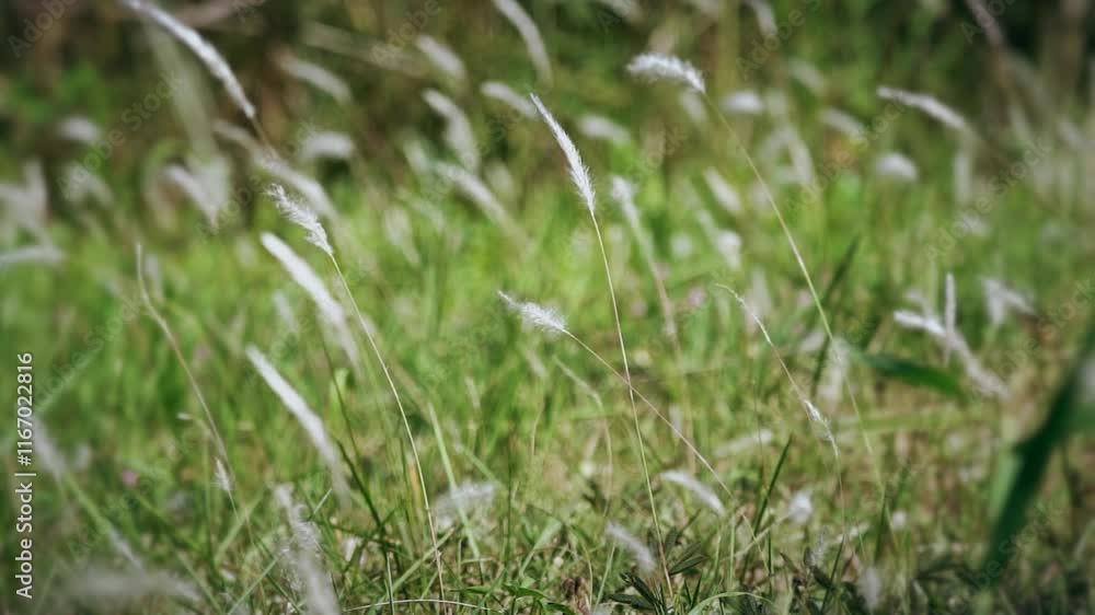Wind gently sways grass in a tranquil open area, creating a peaceful and reflective atmosphere Wind gently sways grass in a tranquil open area, creating a peaceful and reflective atmosphere