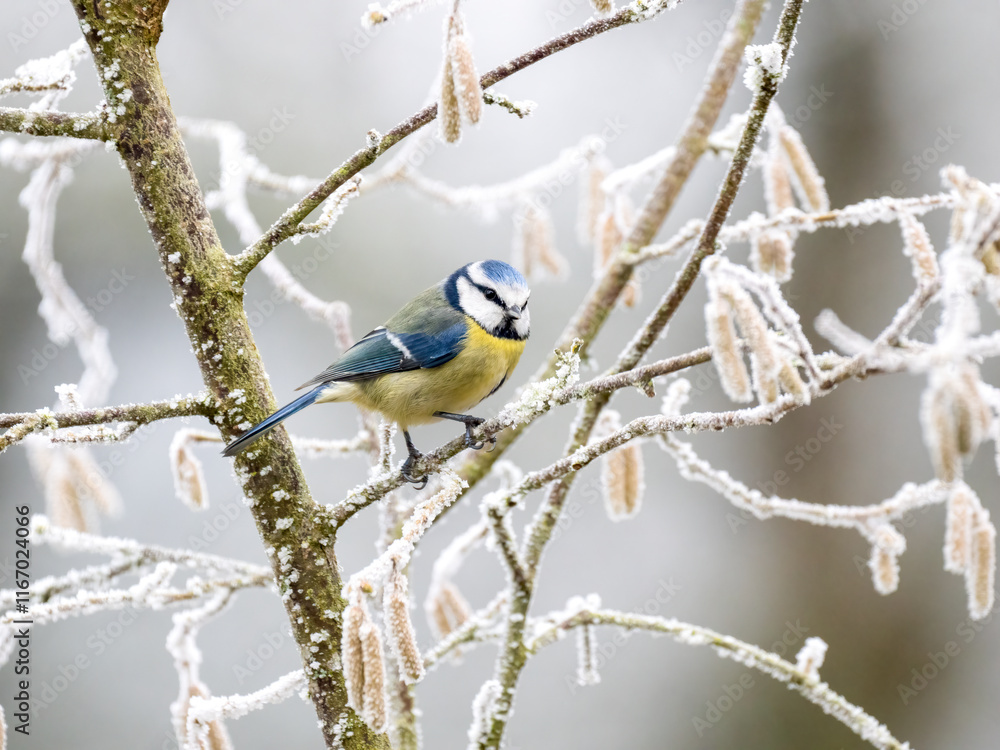 Fototapeta premium Kohlmeise (Parus major)