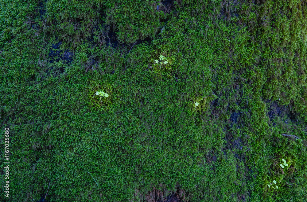 Fototapeta premium Close-up of a vibrant green moss-covered surface decorated with delicate light green plants. Sierra de Aracena, Spain. This tranquil scene showcases the diversity of plant life.