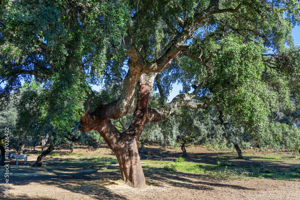 A mature cork oak tree with stripped bark in a pig farm. The acorns feed the pigs, and the bark is used for cork production. Sierra de Aracena, Spain. A mature cork oak tree with stripped bark in a pig farm. The acorns feed the pigs, and the bark is used for cork production. Sierra de Aracena, Spain.