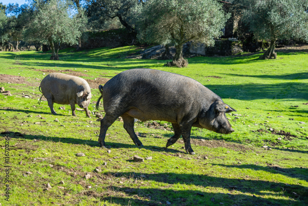 Group of Iberian pigs grazing freely in a green pasture in Sierra de Aracena. This region is famous for its high-quality ham and cork production, Spain. Group of Iberian pigs grazing freely in a green pasture in Sierra de Aracena. This region is famous for its high-quality ham and cork production, Spain.