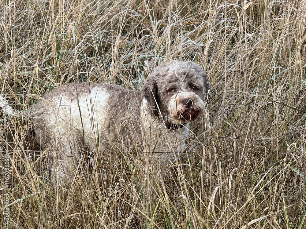 Portrait eines Lagotto Romagnolo Hundes