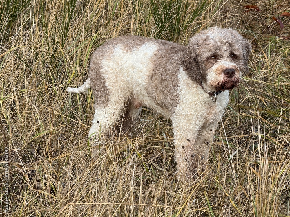 Portrait eines Lagotto Romagnolo Hundes